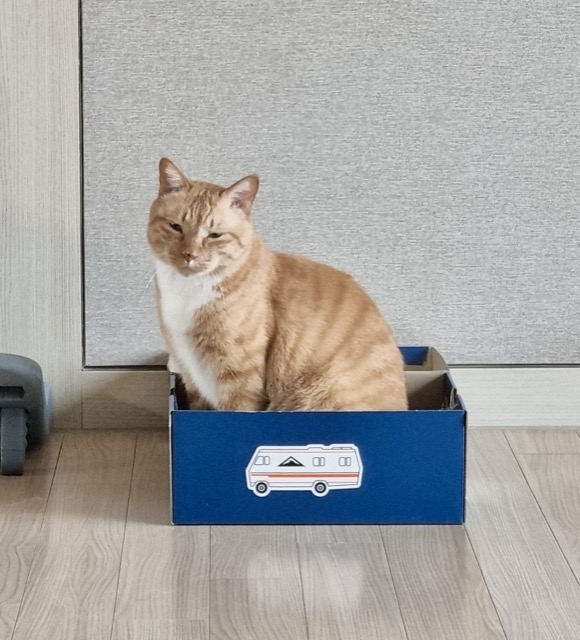 Jaehee Kim companion photo